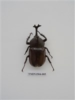 藏品(獨角仙)的圖片